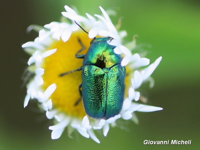 Chryptocephalus sp., Chrysomelidae